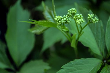 Genç yeşil yabani üzüm yaprakları. Doğal bitki örtüsü modeli.