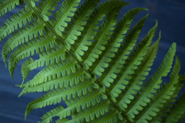 Mavi zemin üzerine yeşil eğreltiotu.