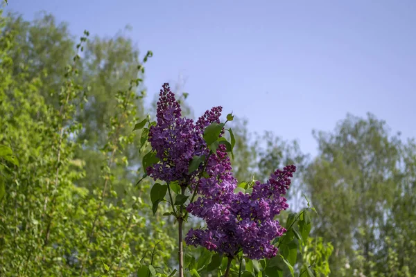 Kvetoucí Šeříky Pozadí Modré Oblohy Přírodní Vzhled — Stock fotografie