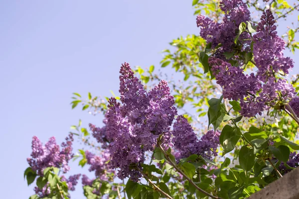 Цвітіння Бузкових Кущів Фоні Блакитного Неба Натуральний Візерунок — стокове фото