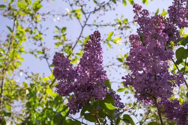 Kvetoucí Šeříky Pozadí Modré Oblohy Přírodní Vzhled — Stock fotografie