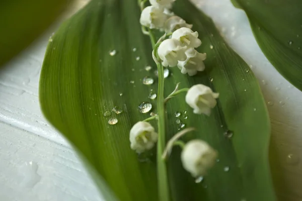 Lilie Údolí Bílém Pozadí Dřevěná Divoká Lesní Květina — Stock fotografie