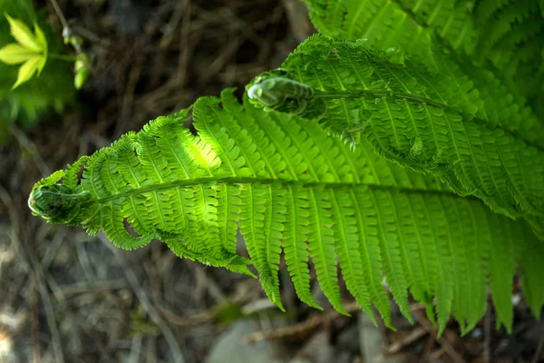 Arbustos Verdes Helecho Cerca Fondo Natural Verde —  Fotos de Stock