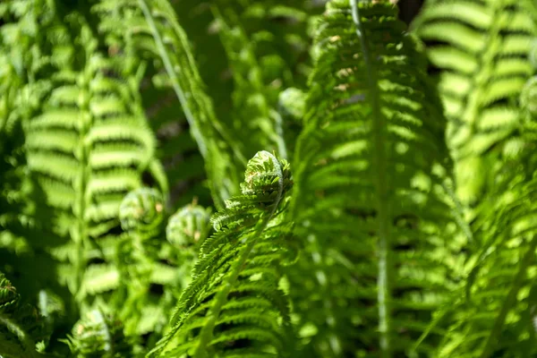 Arbustos Verdes Samambaia Perto Fundo Natural Verde — Fotografia de Stock