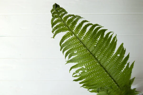 Groene Varens Bladeren Een Witte Houten Achtergrond — Stockfoto