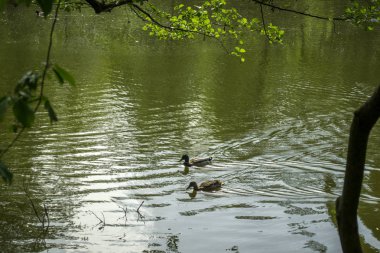 Bir havuzda yaban ördekleri.