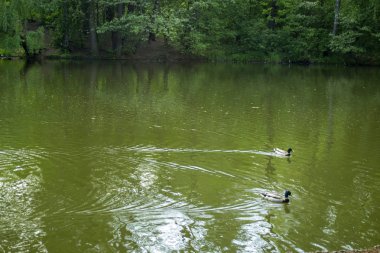 Bir havuzda yaban ördekleri.