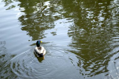 Bir havuzda yaban ördekleri.
