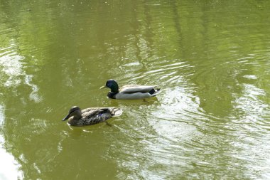 Bir havuzda yaban ördekleri.
