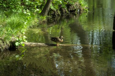 Bir havuzda yaban ördekleri.