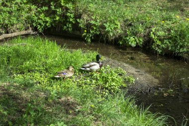 Bir parkta yaban ördeği.