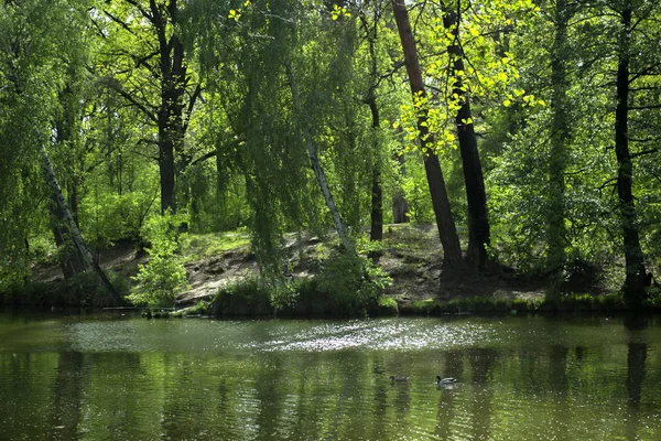 Rybník Lese Krásné Letní Krajina — Stock fotografie