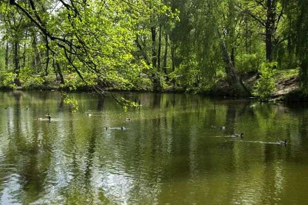 Divoké Kachny Rybníku — Stock fotografie