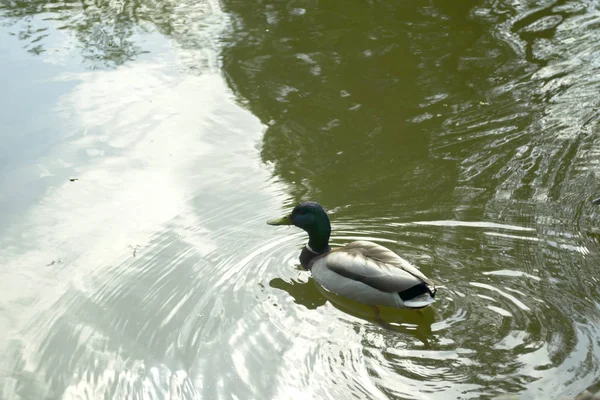 Wild ducks in a pond.