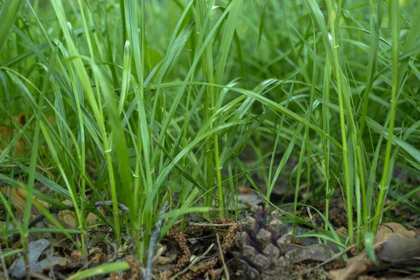 Green Grass Background Spring Grass — Stock Photo, Image