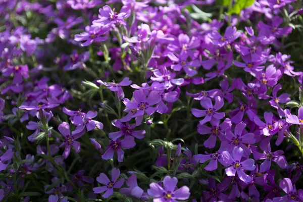 Fondo Flores Violetas Fondo Primavera —  Fotos de Stock