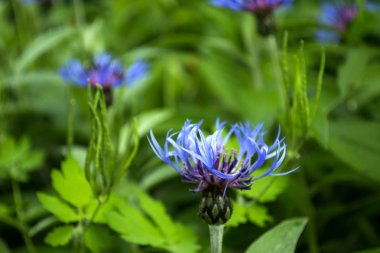 Güzel kır çiçeği Bahçe yakın çekim.