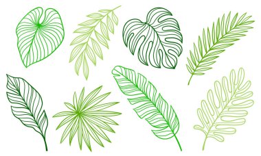 Doğrusal palmiye yaprakları seti. Tropikal yeşillik ve bitkilerin dekoratif görüntüsü. Egzotik doğa.