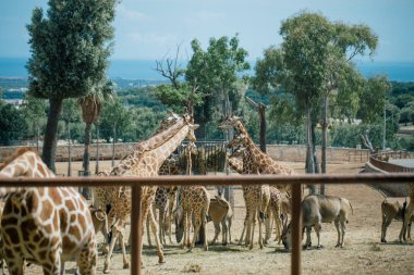Zürafa Fasano apulia safari Hayvanat Bahçesi İtalya