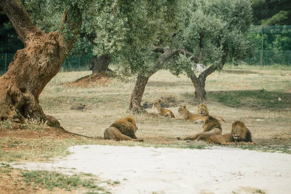 Λιοντάρια στην Απουλία Ιταλίας σε Fasano — Φωτογραφία Αρχείου