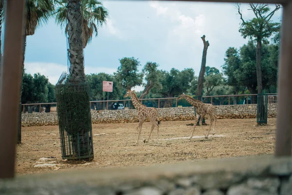 Girafe à Fasano Apulia safari zoo Italie — Photo