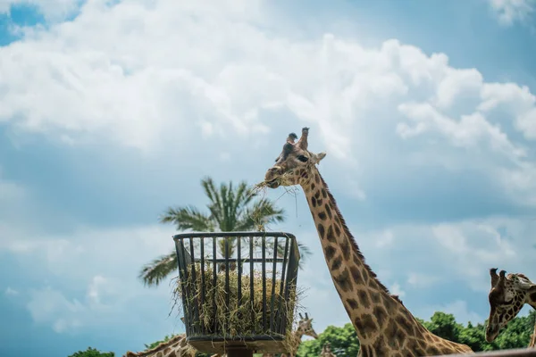 Girafe à Fasano Apulia safari zoo Italie — Photo