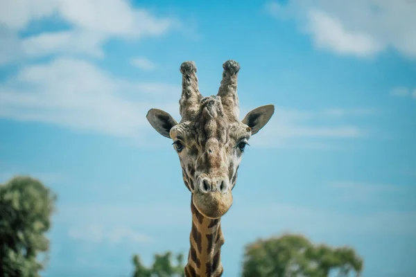 Girafe à Fasano Apulia safari zoo Italie — Photo