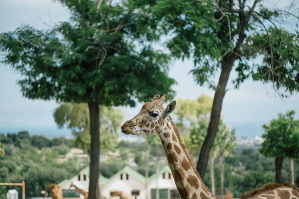 Giraffe in Fasano apulia safari zoo Italy — Stock Photo, Image