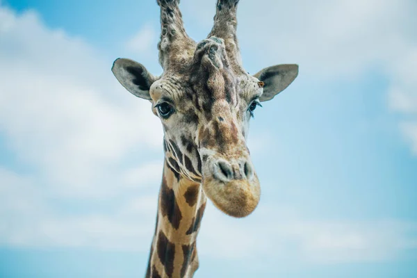 Girafe à Fasano Apulia safari zoo Italie — Photo