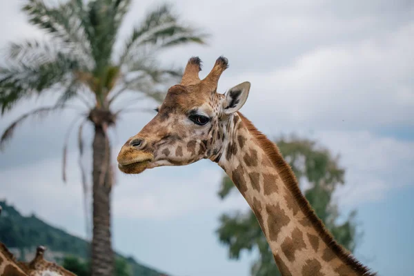 Girafe à Fasano Apulia safari zoo Italie — Photo