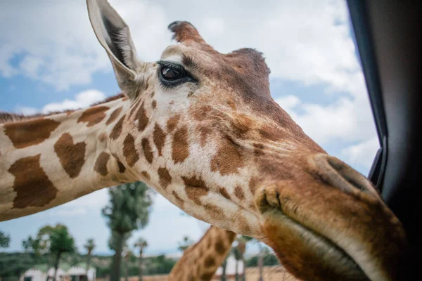 Girafe à Fasano Apulia safari zoo Italie — Photo