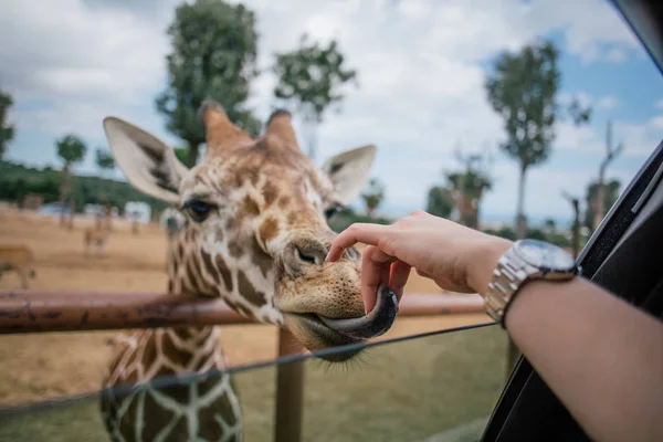 Girafe et main humaine dans le zoo Fasano apulia safari Italie — Photo