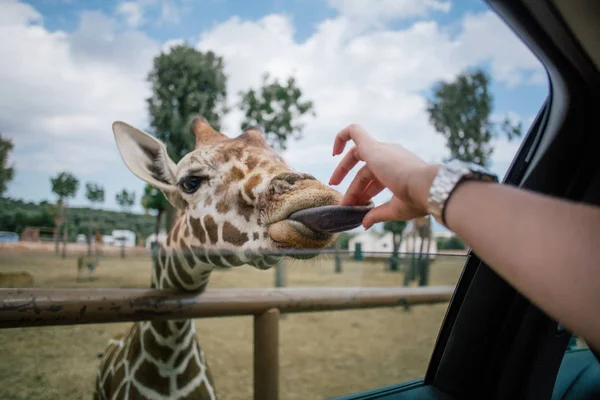 Girafe et main humaine dans le zoo Fasano apulia safari Italie — Photo