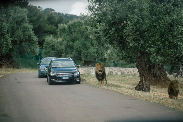 Lions near te car in the in Fasano apulia Italia — Foto Stock