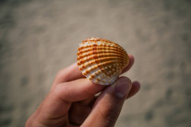 Deniz kabuklarını ellerini, Adriyatik Denizi Italia sahil apulia