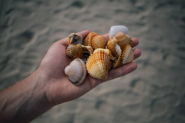 Deniz kabuklarını ellerini, Adriyatik Denizi Italia sahil apulia