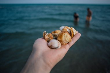 Deniz kabuklarını ellerini, Adriyatik Denizi Italia sahil apulia