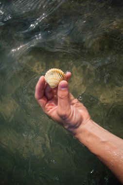 Deniz kabuklarını ellerini, Adriyatik Denizi Italia sahil apulia