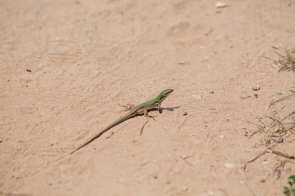 Lagarto verde en la arena en la Apulia Fasano Italia — Foto de Stock