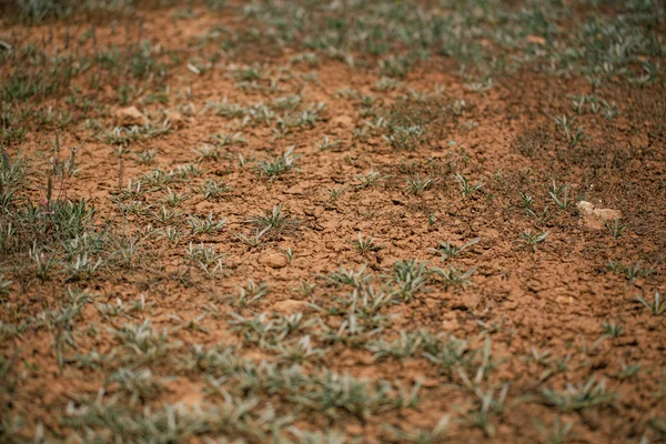 Grass in the desert in Italy near adriatic sea — Stock Photo, Image