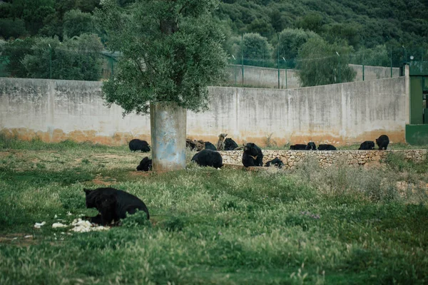 Medvěd v zoo safari ve Fasano Apulie Itálie — Stock fotografie