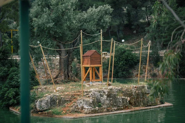 Apor i zoo djurlivet i Fasano Apulien safari Italien — Stockfoto