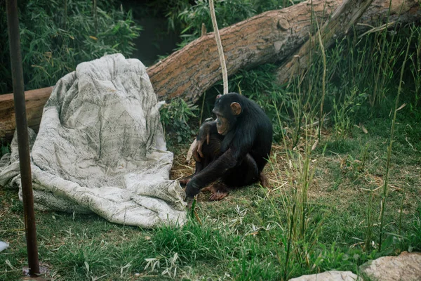 Шимпанзе в сафари-зоопарке Fasano apulia safari zoo Италия — стоковое фото