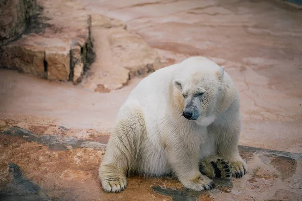 Lední medvěd v zoo divocinu v Fasano Apulie safari Itálie — Stock fotografie