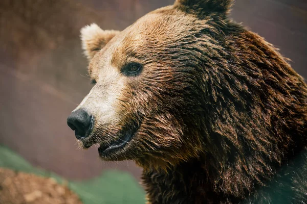 Medvěd grizzly v zoo divocinu v Fasano Apulie safari Itálie — Stock fotografie