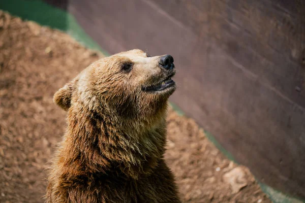 Medvěd grizzly v zoo divocinu v Fasano Apulie safari Itálie — Stock fotografie