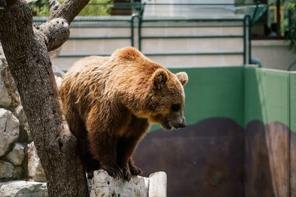 Medvěd Grizzly Přírody Volně Žijící Zvířata Hnědé Ojedinělých Venku Savců — Stock fotografie