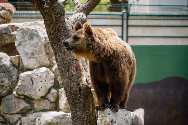 Medvěd grizzly v zoo divocinu v Fasano Apulie safari Itálie — Stock fotografie