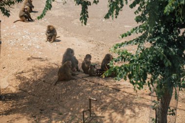 Hayvanat bahçesi yaban hayatı Fasano apulia safari Hayvanat Bahçesi İtalya'da maymun