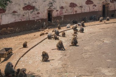 Hayvanat bahçesi yaban hayatı Fasano apulia safari Hayvanat Bahçesi İtalya'da maymun